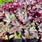 Heuchera hybridná (Heuchera hybrida) ´WORLD CAFFÉ CORRETO´® výška: 10-20 cm, ⌀ 30 cm, kont. C2L